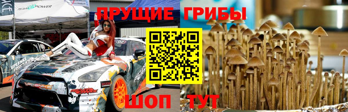Псилоцибиновые грибы GOLDEN TEACHER  Вход с VPN  Псилоцибиновые грибы мухоморы  Шарыпово 